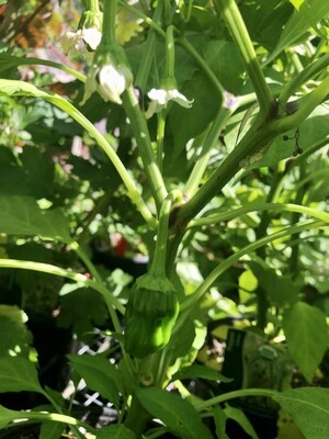 Veggies