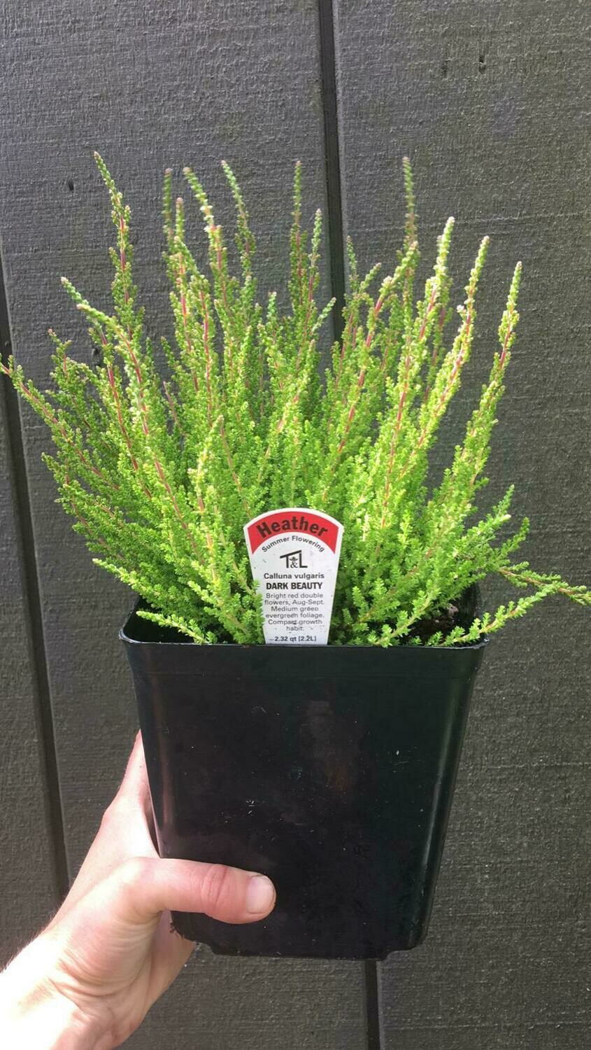 Heather, Calluna vulgaris &#39;Dark Beauty&#39; 1gal