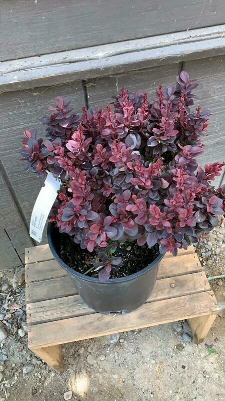Concorde Japanese Barberry, Berberis thunbergii &#39;Concorde&#39; 2Gal