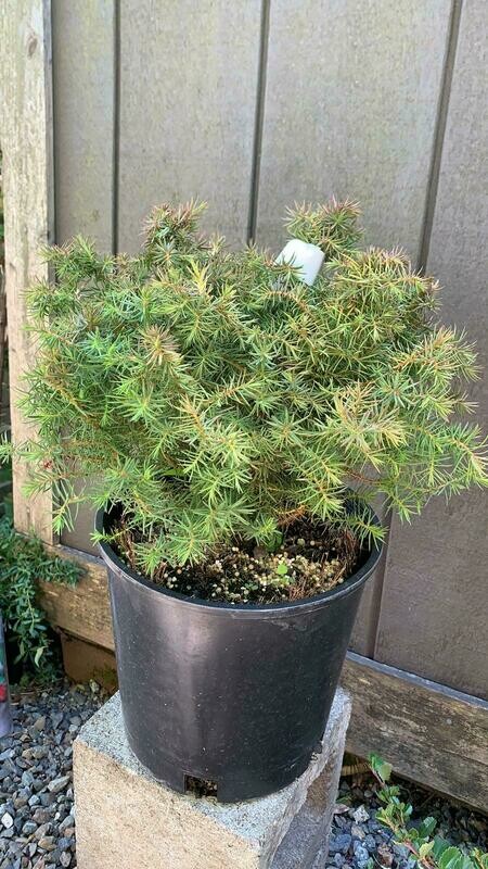 Cedar - Japanese, Cryptomeria j. &#39;Mushroom&#39; 2gal