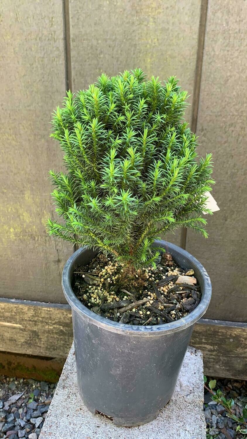 Compressa Japanese Cedar, Cryptomeria japonica 'Compressa' 1Gal