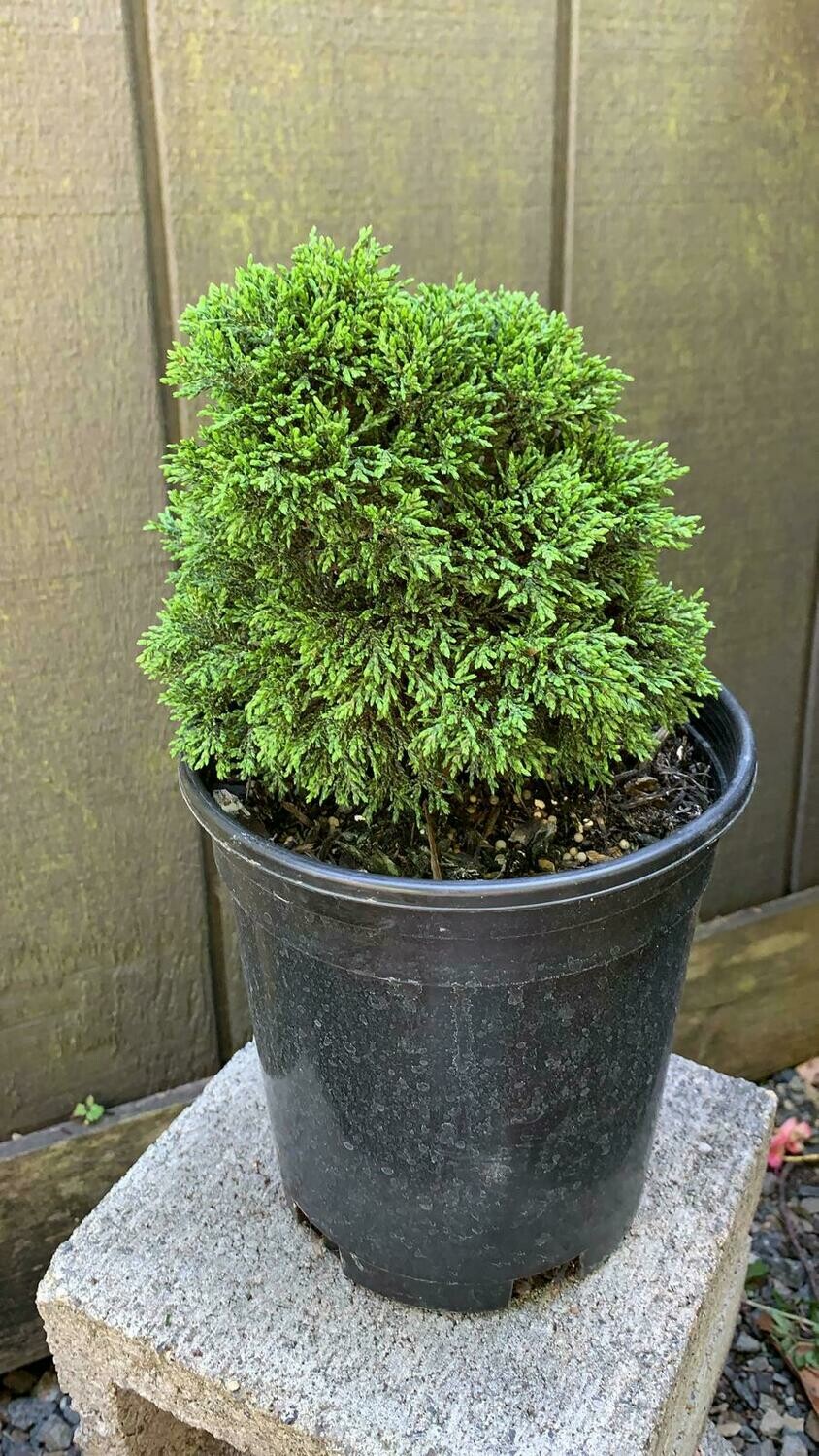 Green Globe Lawson Cypress, Chamaecyparis lawsoniana &#39;Green Globe&#39; 1Gal
