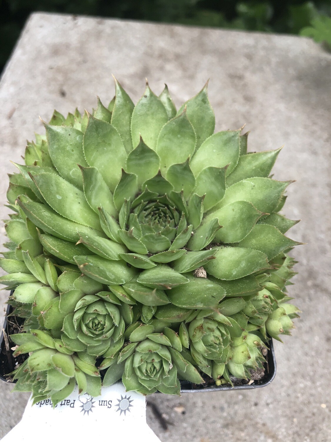 Hens &amp; Chicks, Sempervivum &#39;Sunset&#39;