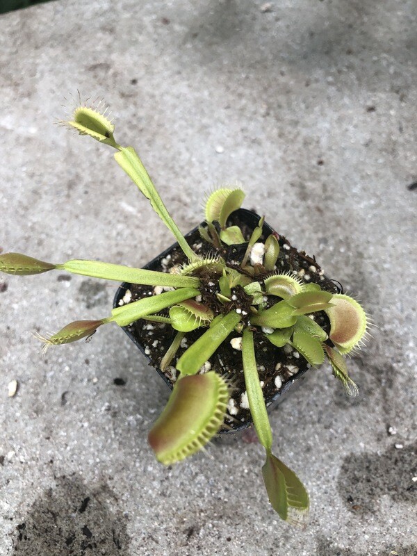 Venus Flytrap, Dionaea muscipula 3&quot;
