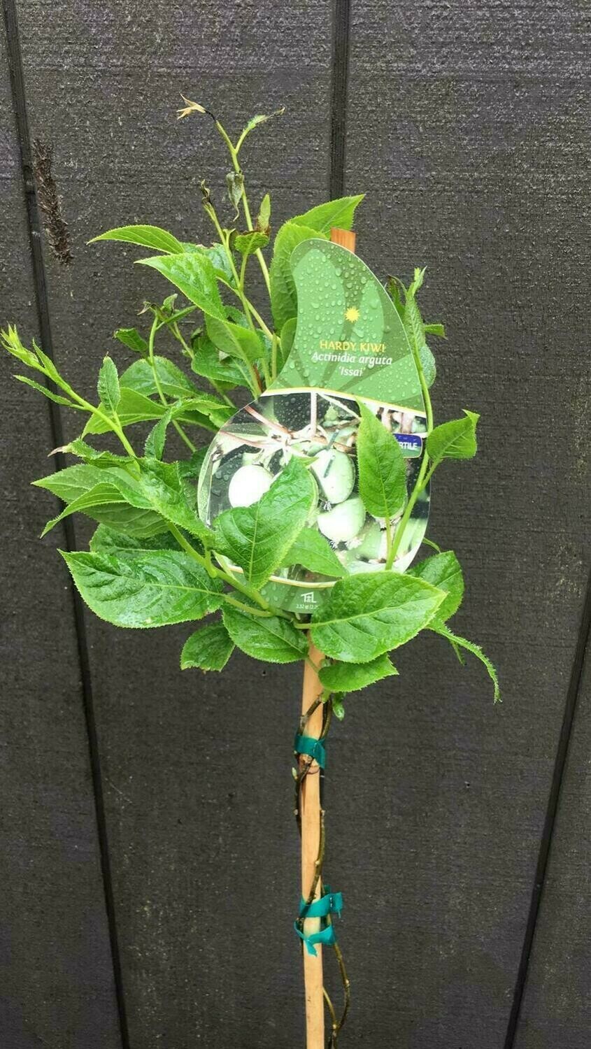 Kiwi - Self-Fertle, Actinidia arguta &#39;Issai&#39; 1gal