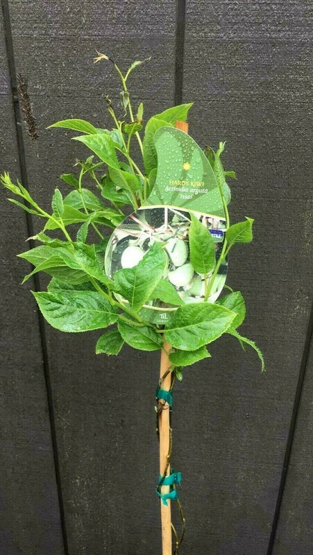 Kiwi - Self-Fertle, Actinidia arguta &#39;Issai&#39; 1gal