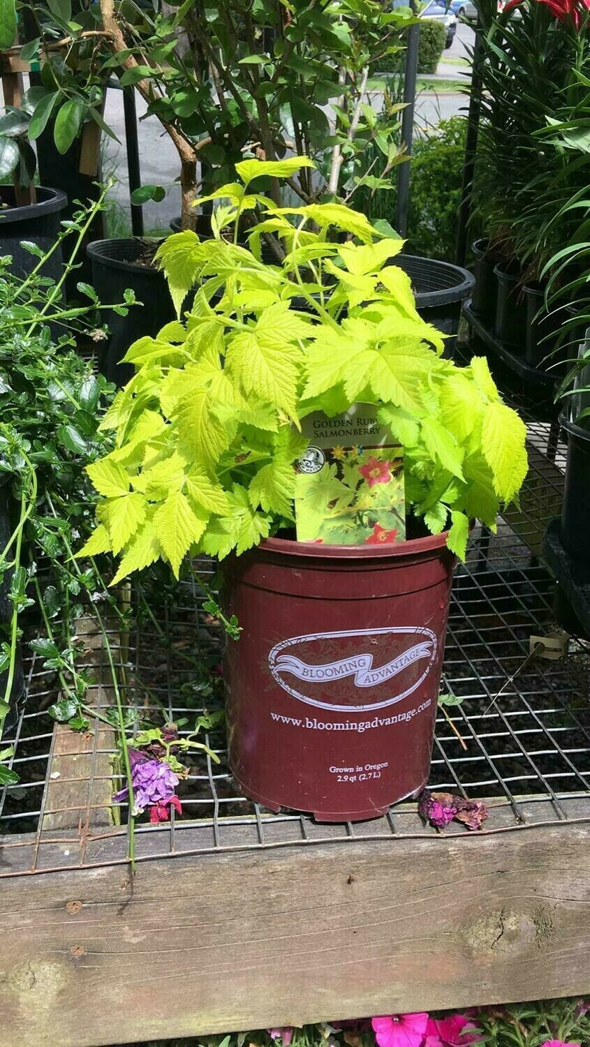 Salmonberry, Rubus spectabilis &#39;Golden Ruby&#39; 1Gal
