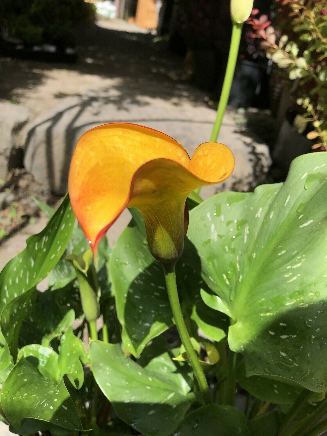 Calla Lily &#39;Coastal Flame&#39; 1gal