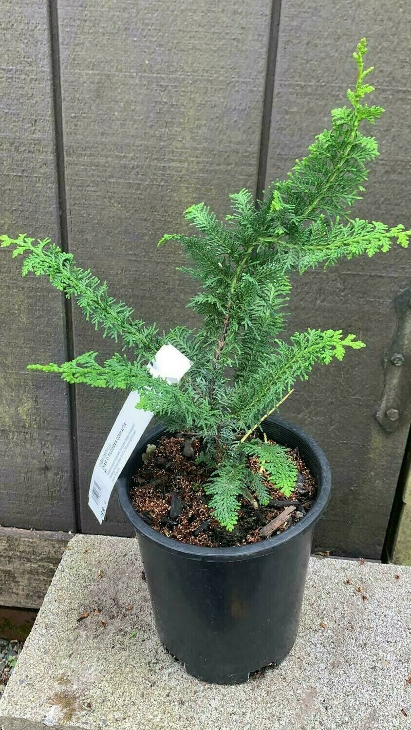 Hinoki Cypress, Chamaecyparis obtusa &#39;Filicoides&#39; 1Gal