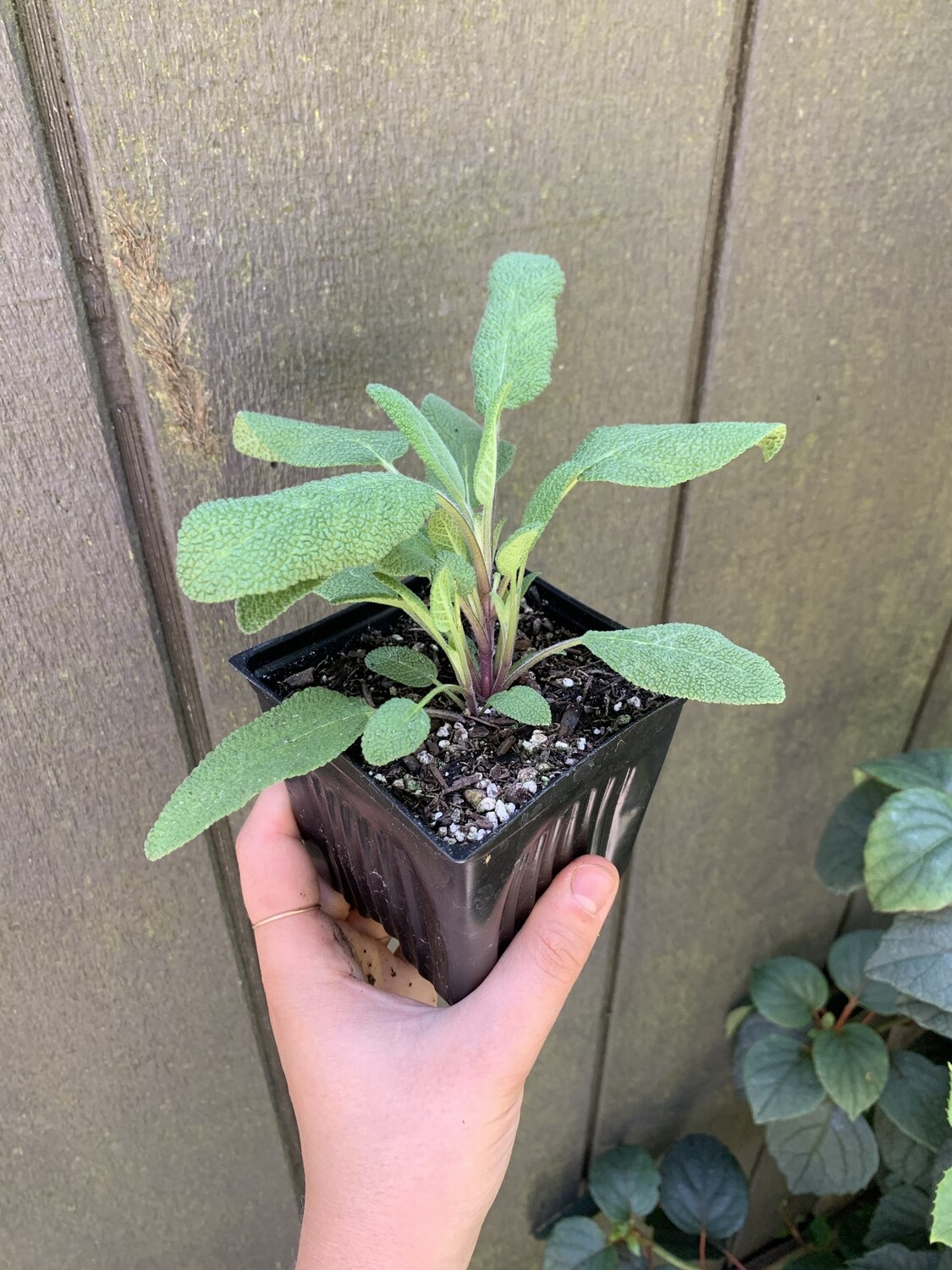 Sage - Culinary, Salvia officinalis &#39;Growers Friend&#39; 4&quot;