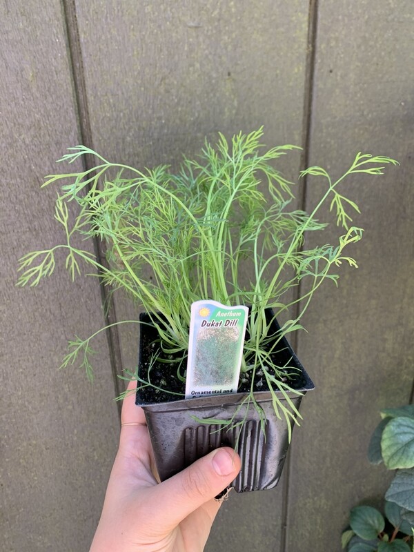 Dill &#39;Dukat&#39; 4&quot;