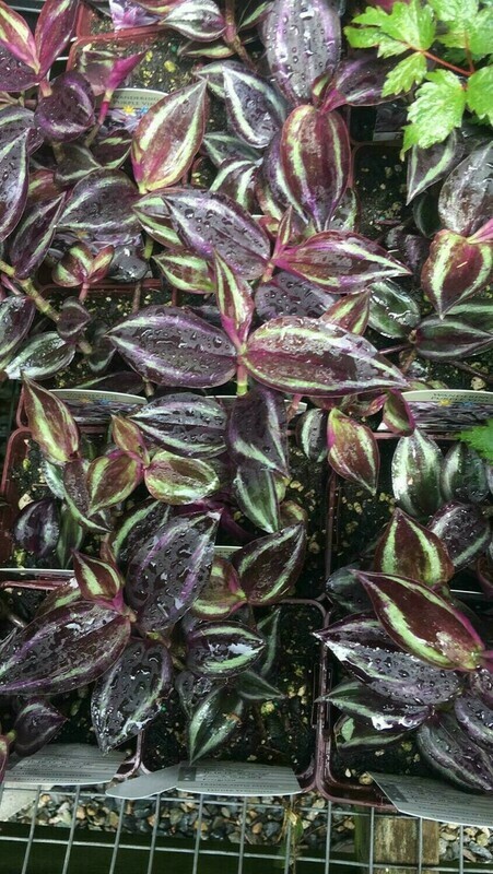Purple Inch Plant, Tradescantia zebrina 4&quot;