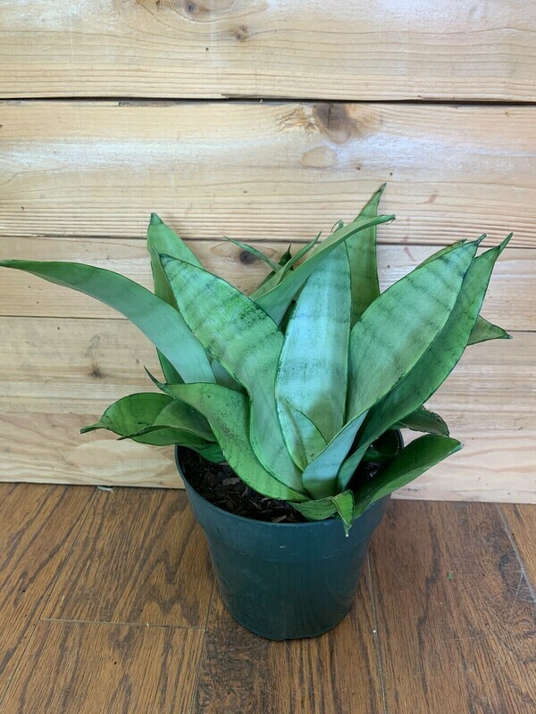 Moonshine Snake, Sansevieria trifasciata 6&quot;