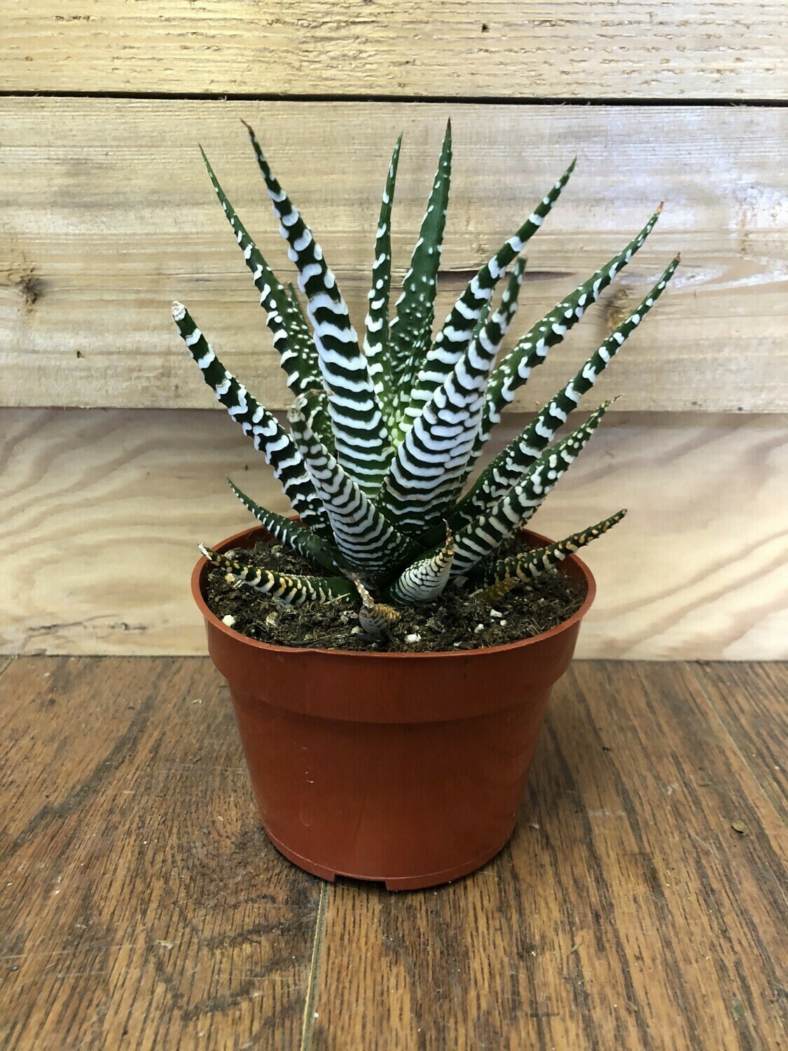 Haworthia Zebra, Haworthia attenuata 4&quot;