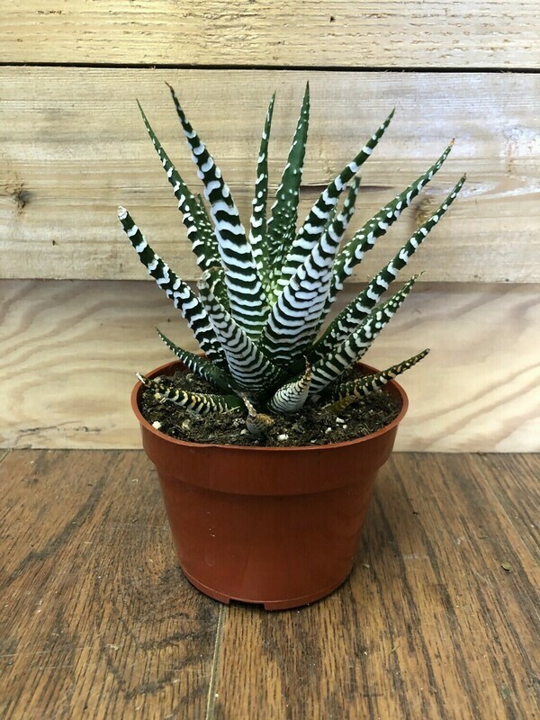 Haworthia Zebra, Haworthia attenuata 4&quot;