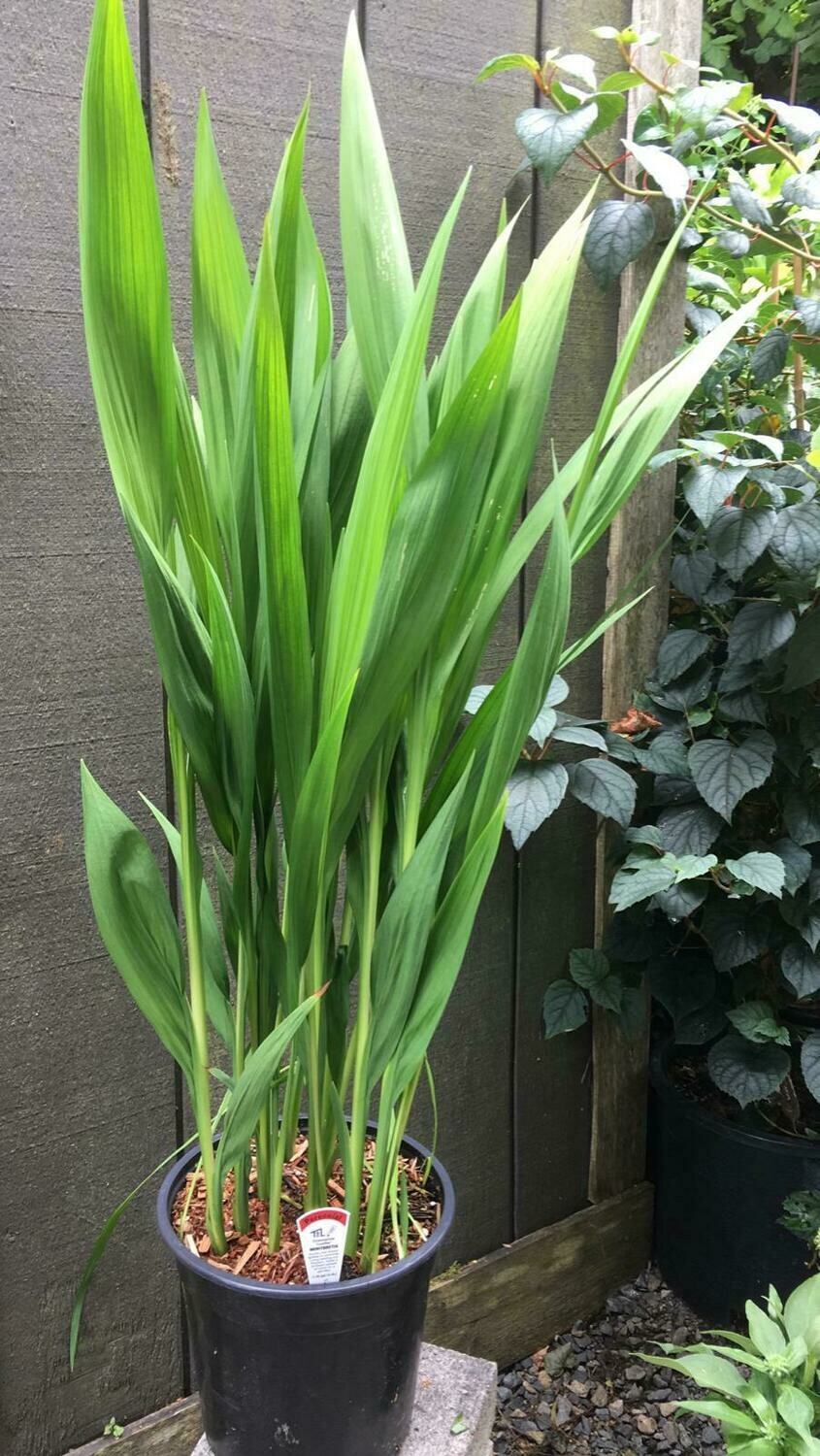 Crocosmia &#39;Lucifer&#39; 1gal