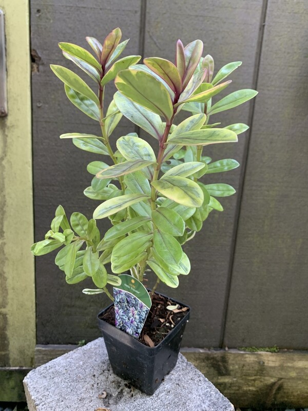 Hebe &#39;Tricolor&#39; 1gal