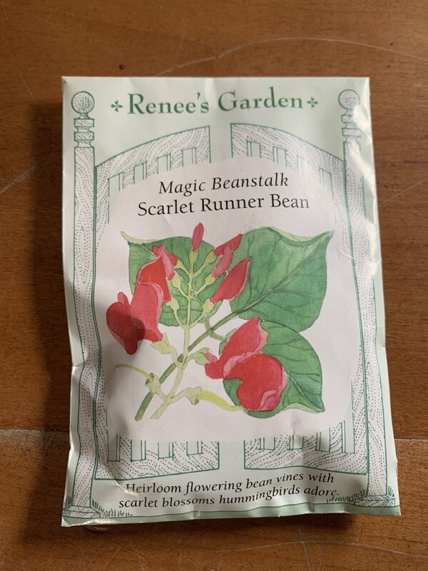 Seeds - Bean Scarlet Runner
