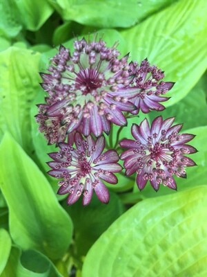 Perennials
