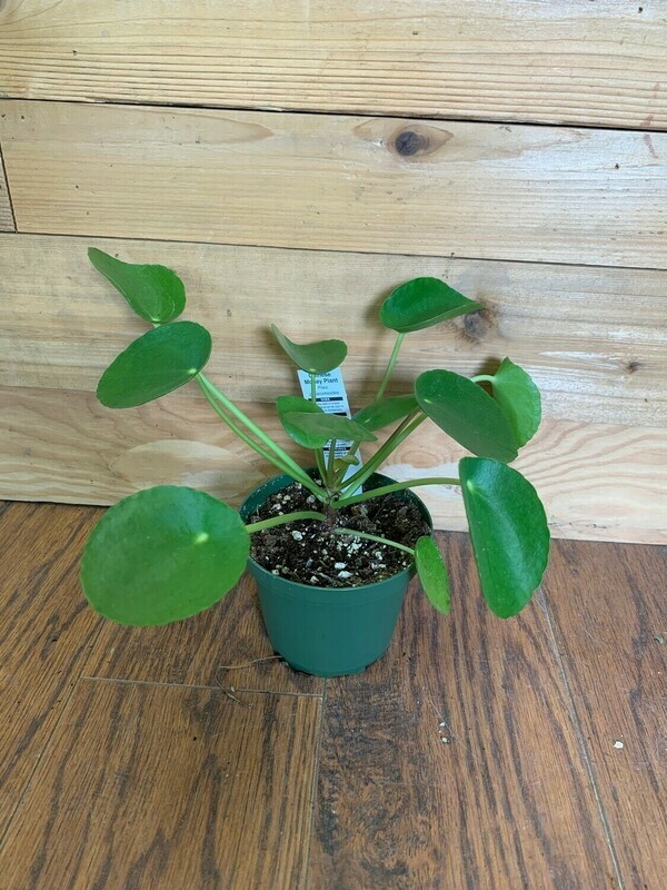 Chinese Money Plant, Pilea peperomioides 4&quot;