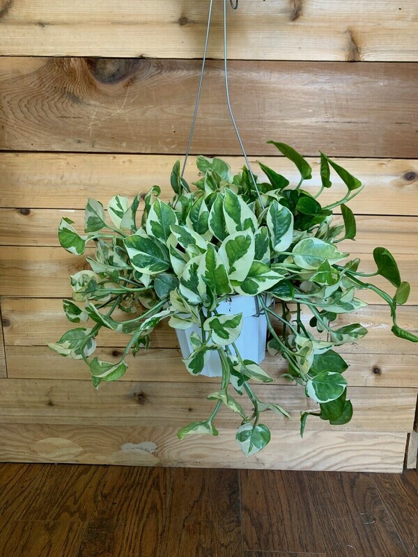 Pothos N&#39;Joy, Epipremnum aureum njoy 6&quot;
