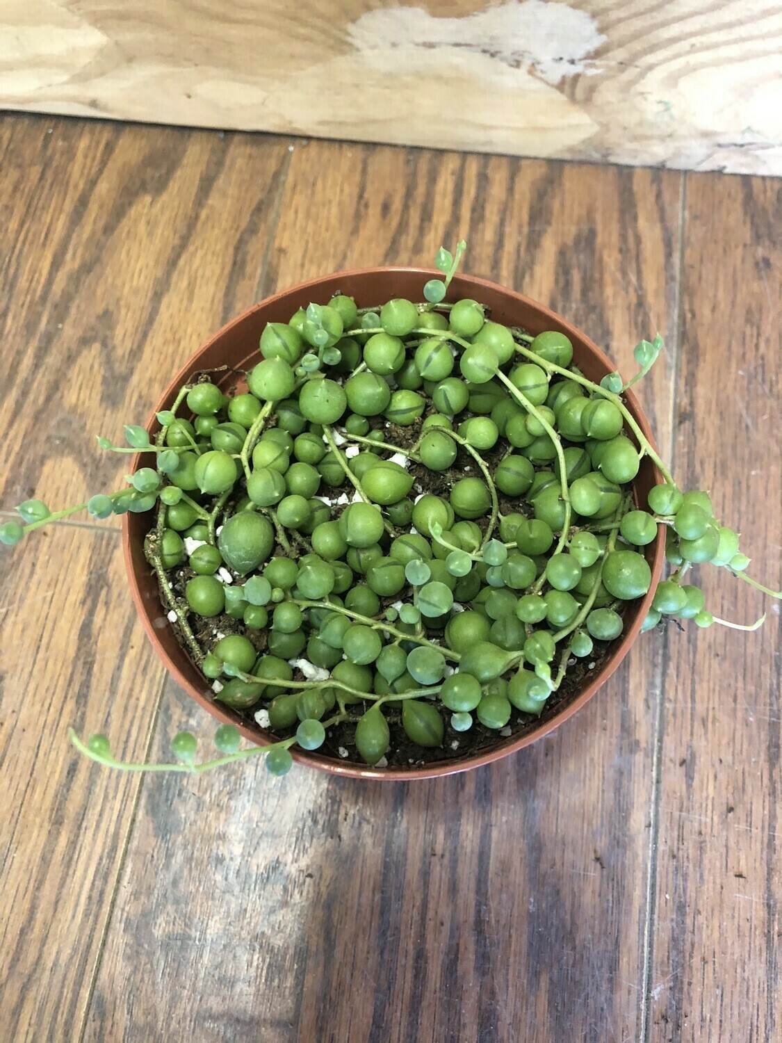 String of Pearls, Senecio rowleyanus 4&quot;