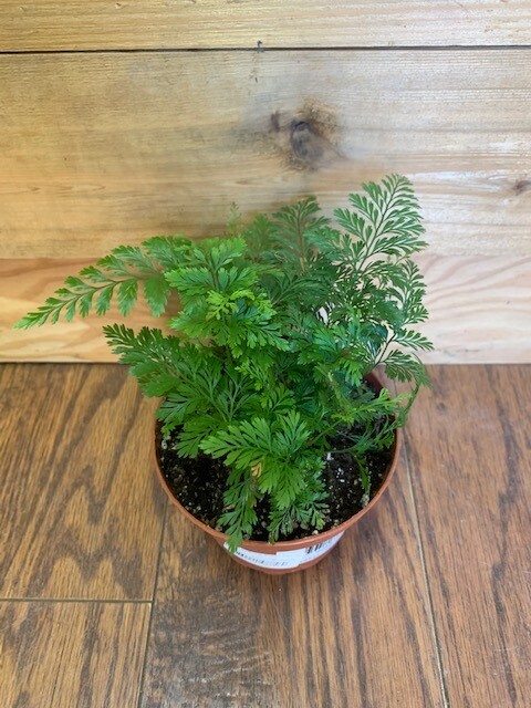 Rabbit&#39;s Foot Fern, Davallia feejensis 4&quot;