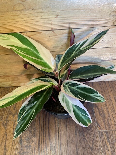 Stromanthe Triostar, Stromanthe sanguinea tricolor 6&quot;