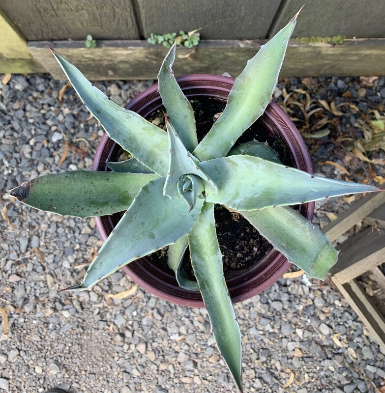 Agave ovatifolia &#39;Frosty Blue&#39; 1Gal