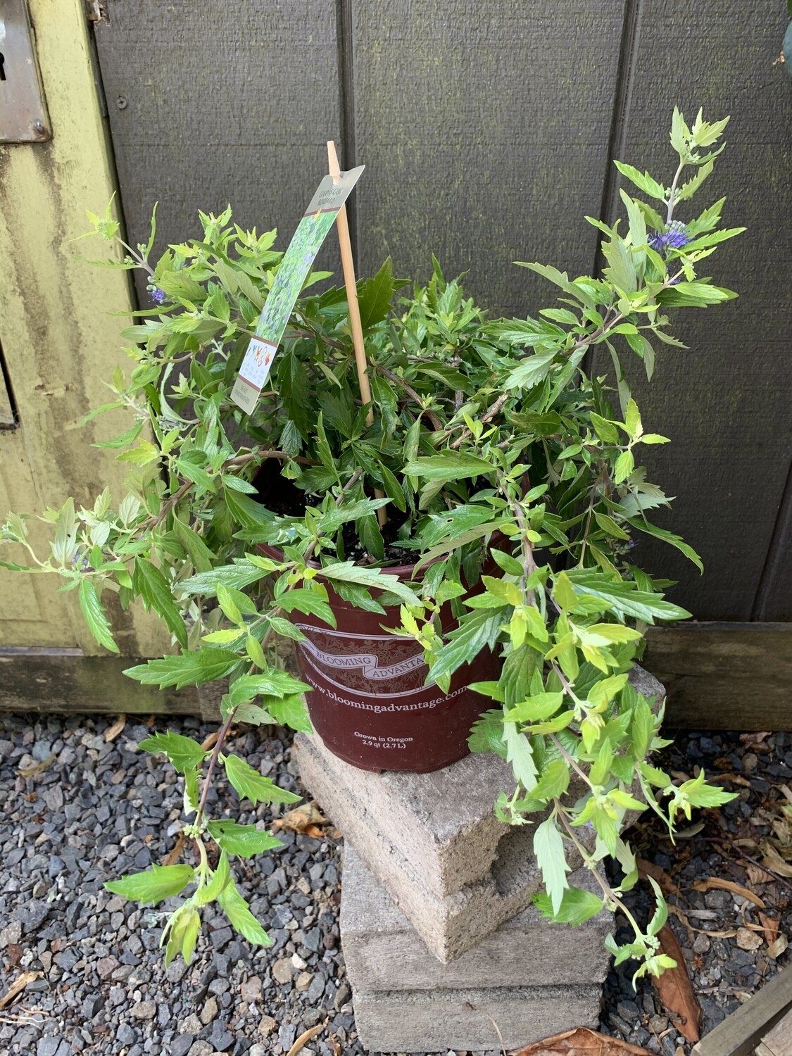 Bluebeard, Caryopteris x &#39;Good as Gold&#39; 1gal
