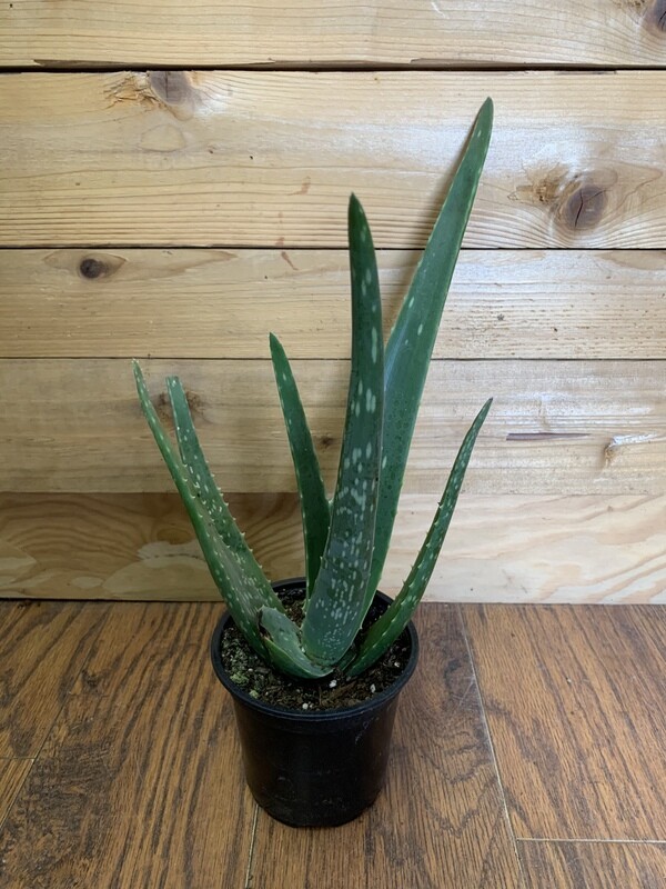 Aloe Vera 4&quot;