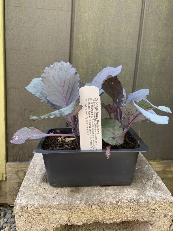 Cabbage &#39;Ruby Perfection&#39; 6pk Jumbo