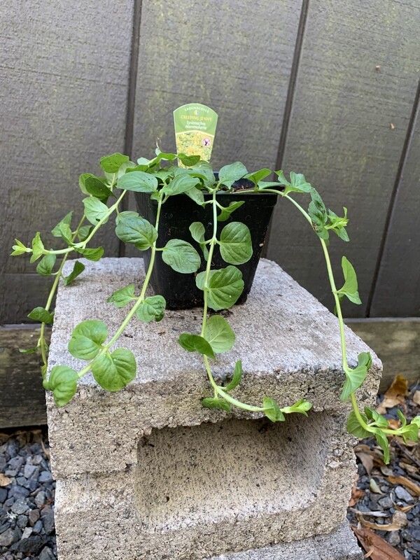 Creeping Jenny, Lysimachia nummularia 4&quot;
