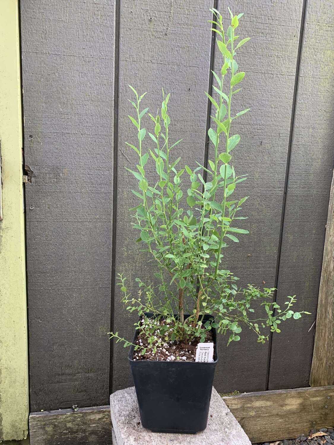 Red Huckleberry, Vaccinium parvifolium 1gal