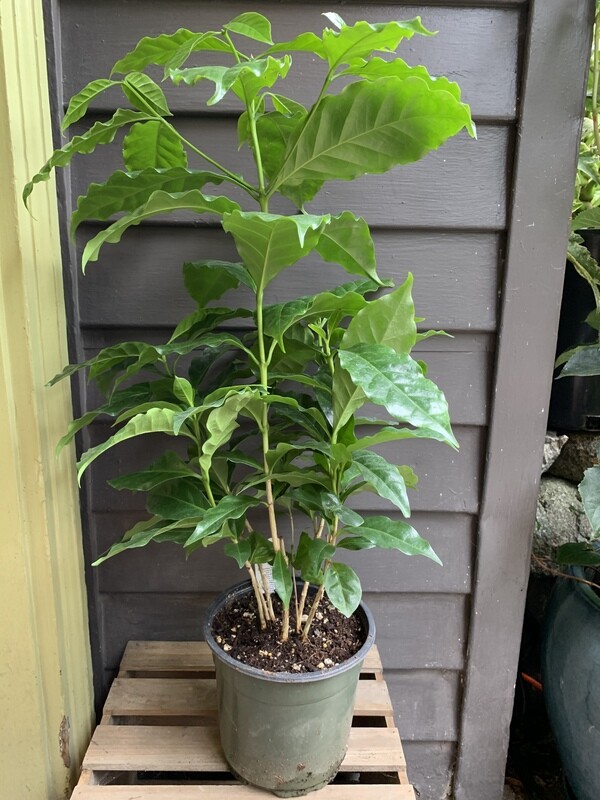 Coffee arabica 6&quot;