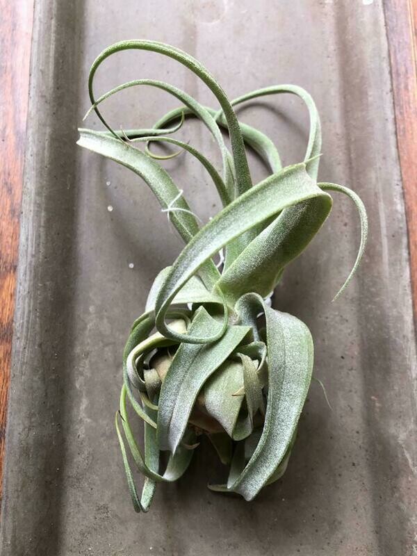Streptophylla