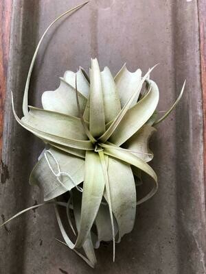 Air Plants