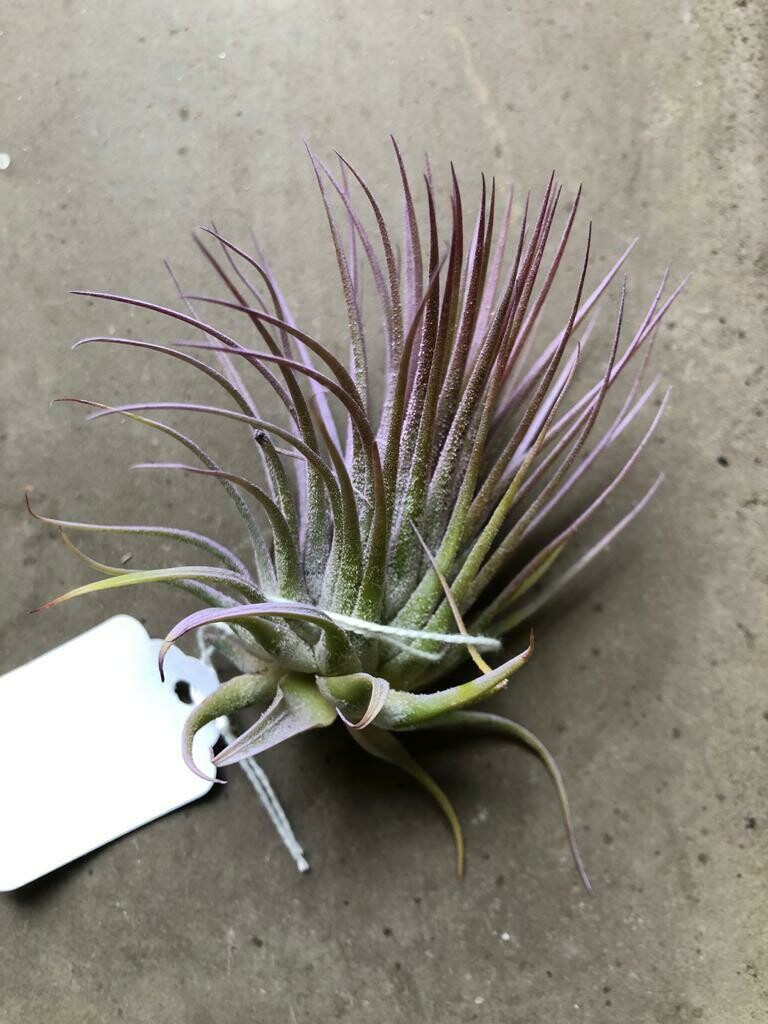 Ionantha Lilac LG (Enhanced)