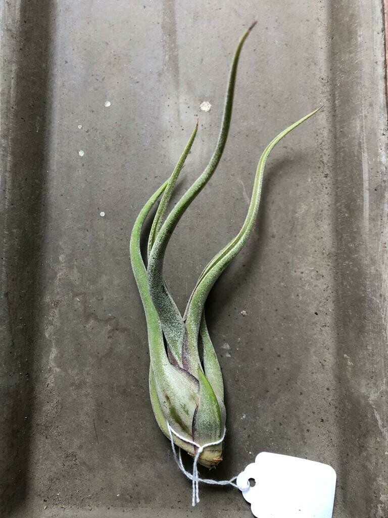Caput Medusae (6-7&quot;)