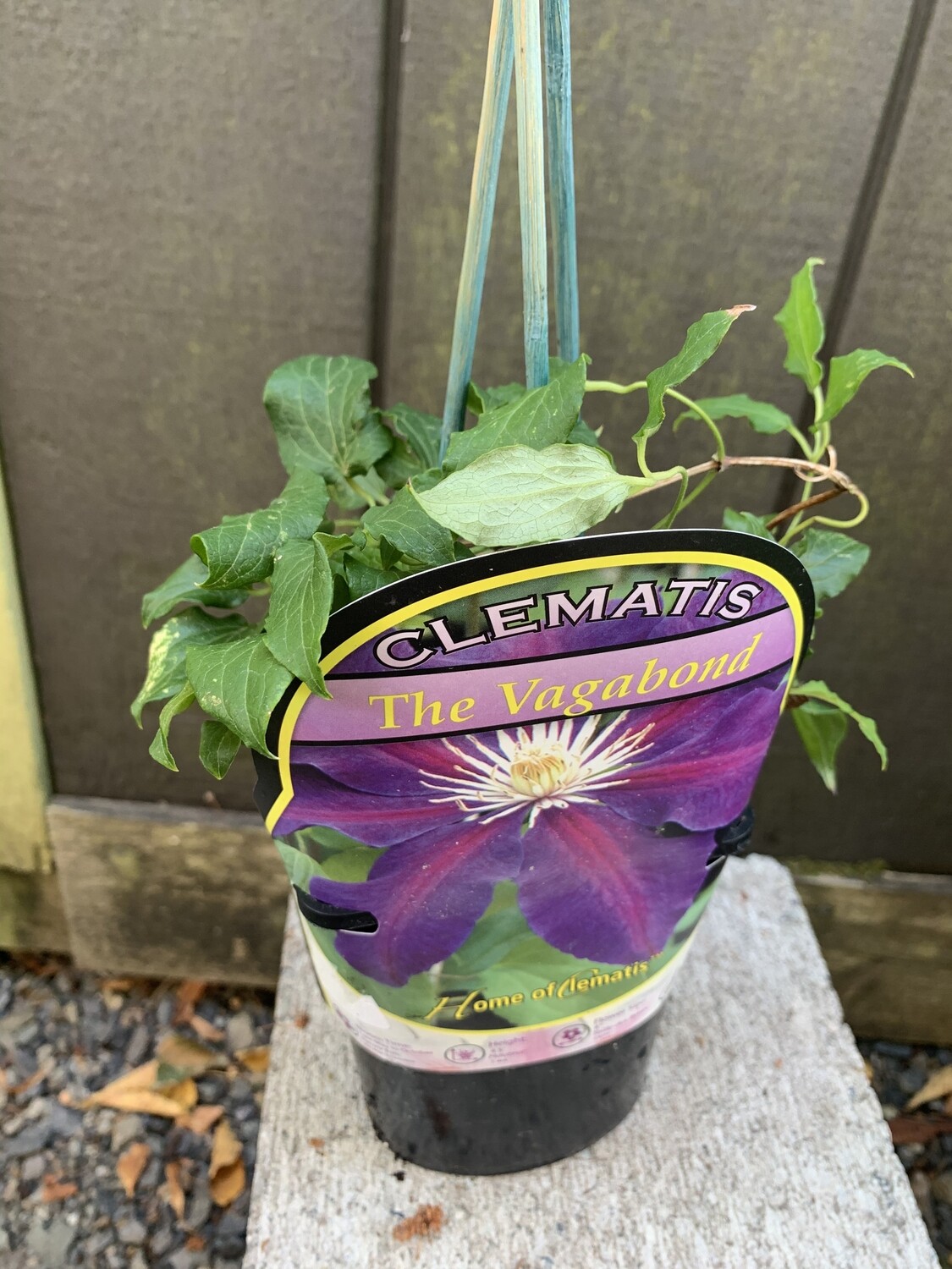 Clematis, &#39;The Vagabond&#39; 1gal