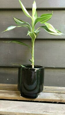 2&quot; to 3&quot; Pots