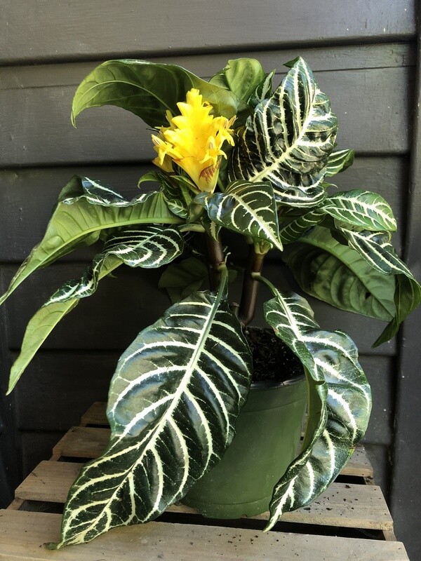 Zebra Plant, Aphelandra squarrosa 6&quot;