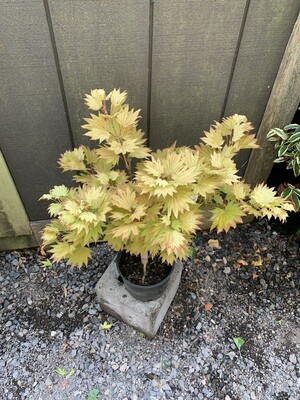 Maples
