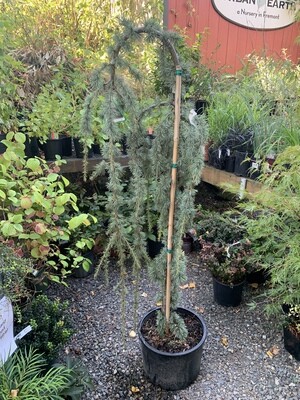Conifers