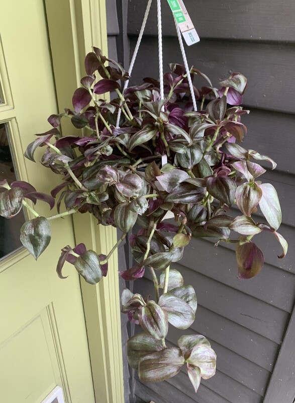 Inch Plant, Tradescantia zebrina Purple  6&quot;