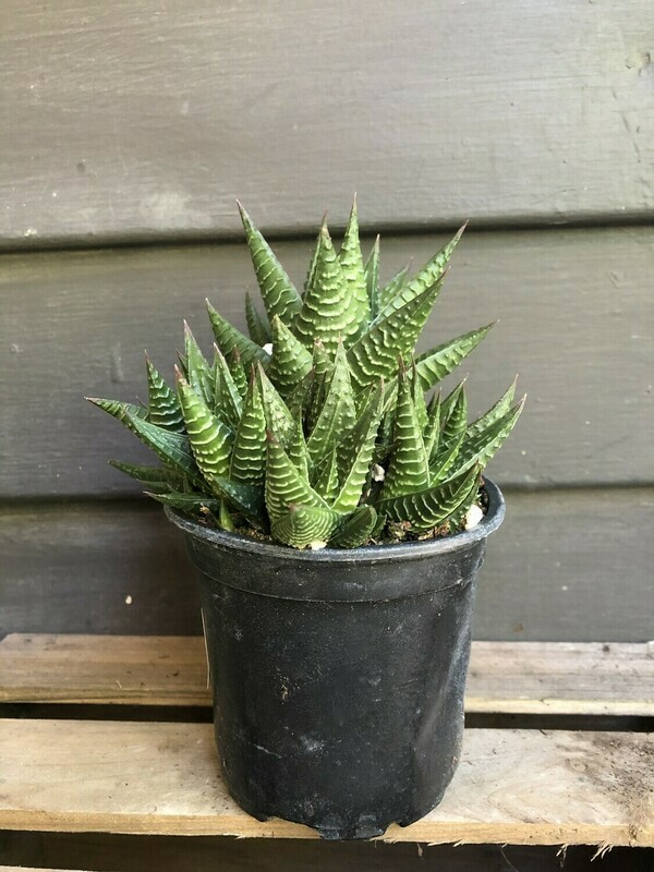 Haworthia Fairy Washboard, Haworthia limifolia 4&quot;