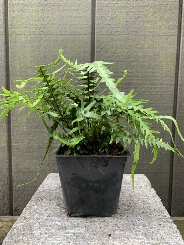 Dragontail Fern, Asplenium ebenoides 4&quot;
