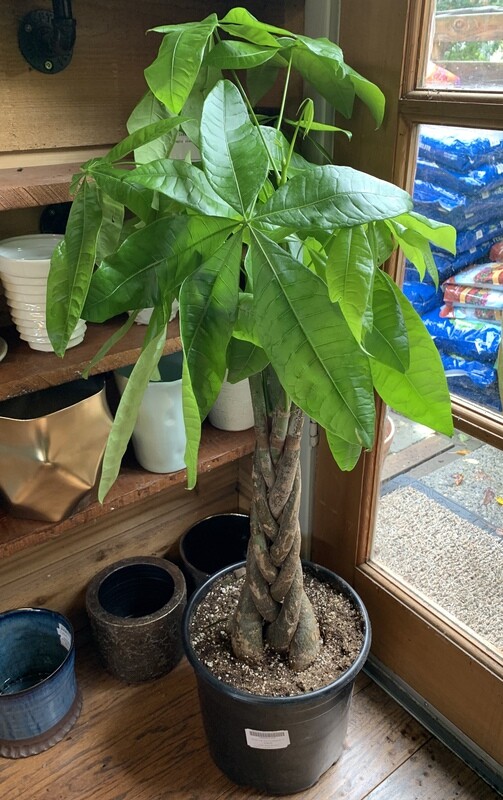 Money Tree, Pachira aquatica 10&quot;