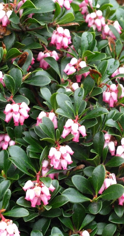 Kinnikinnick, Arctostaphylos u.u. &#39;Vancouver Jade&#39; 4&quot;