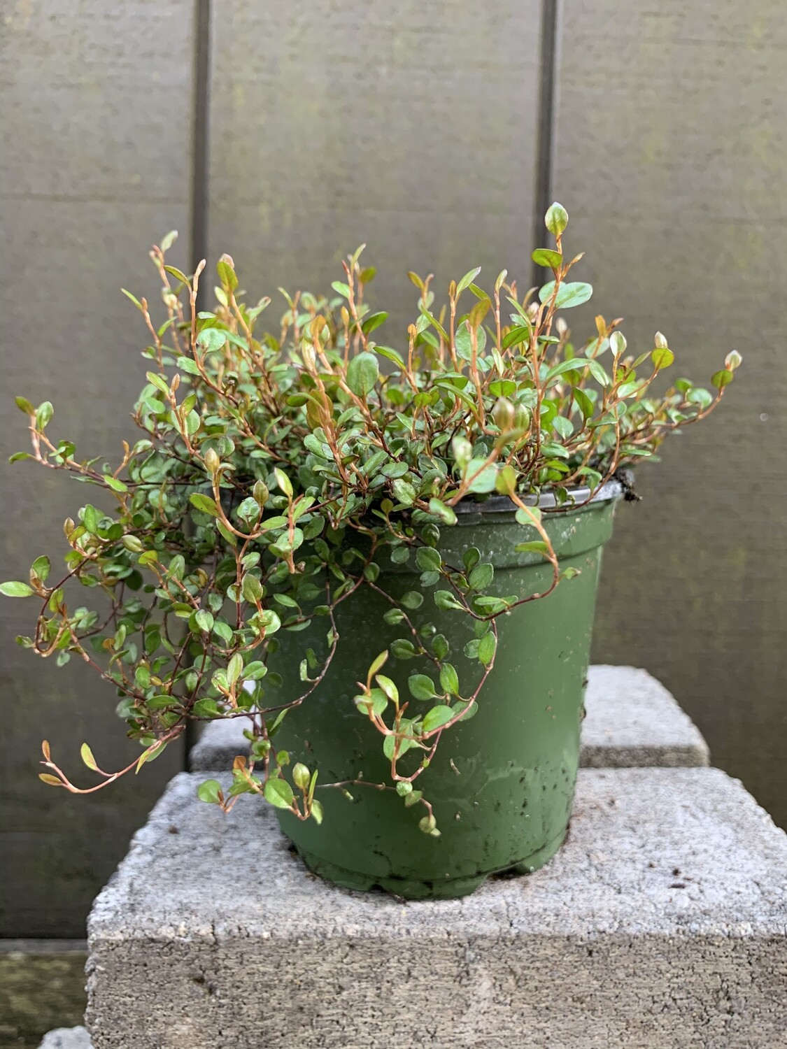 Creeping Wire Vine, Muehlenbeckia complexa 4&quot;